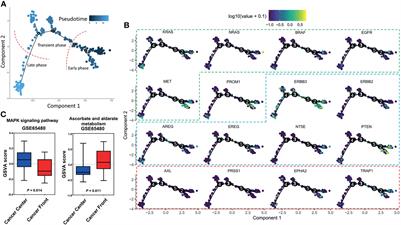 Exploring Better Strategies for RAS Mutation-Associated EGFR-Targeted Resistance in Colorectal Cancer: From the Perspective of Cancer Community Ecology